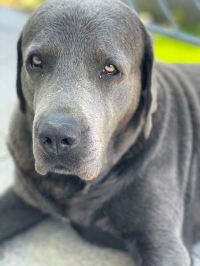 Labradorfans-Beitrag-Bild