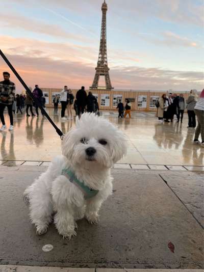 Dogorama Photo Challenge - Hundeblick zum hinschmelzen-Beitrag-Bild