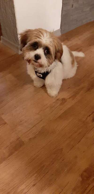 Shih Tzu von Jung bis Senioren-Beitrag-Bild