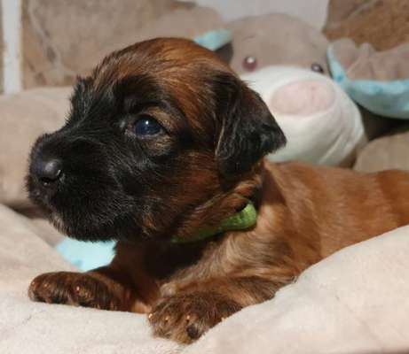 Welpen Bilder !-Beitrag-Bild