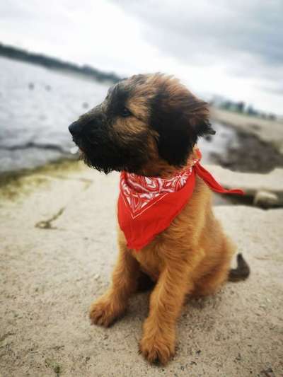 Welpen Bilder !-Beitrag-Bild