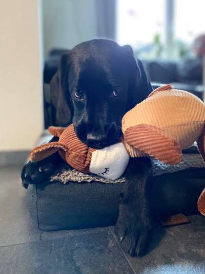 Labradorfans-Beitrag-Bild