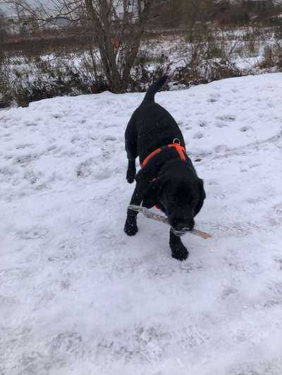 Labradorfans-Beitrag-Bild