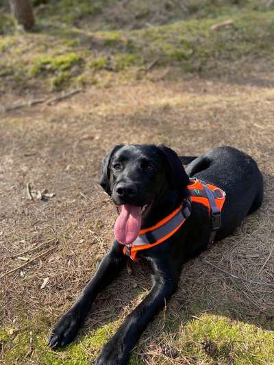 Labradorfans-Beitrag-Bild