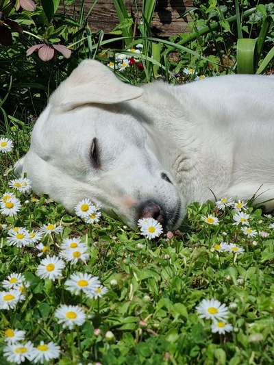 Fotosammlung: ,,Der natürliche Hund" Unbearbeitet, ungestellt und in Natura-Beitrag-Bild
