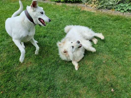Fotosammlung: ,,Der natürliche Hund" Unbearbeitet, ungestellt und in Natura-Beitrag-Bild