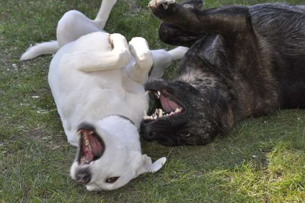 Fotosammlung: ,,Der natürliche Hund" Unbearbeitet, ungestellt und in Natura-Beitrag-Bild