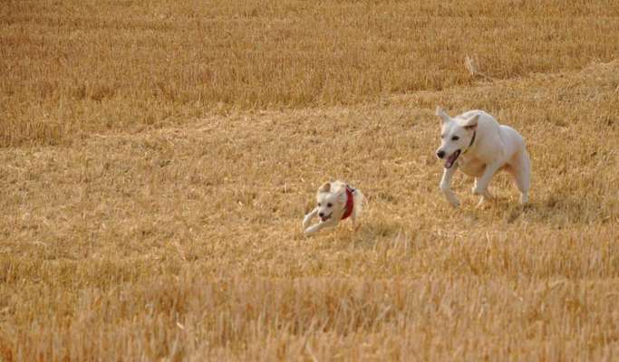 Fotosammlung: ,,Der natürliche Hund" Unbearbeitet, ungestellt und in Natura-Beitrag-Bild