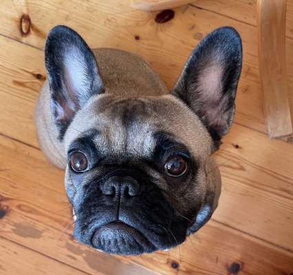 Dogorama Photo Challenge - Hundeblick zum hinschmelzen-Beitrag-Bild