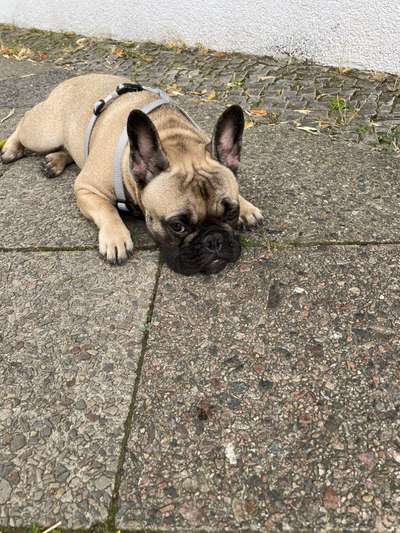 Französische Bulldoggen-Beitrag-Bild