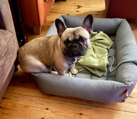 Französische Bulldoggen-Beitrag-Bild