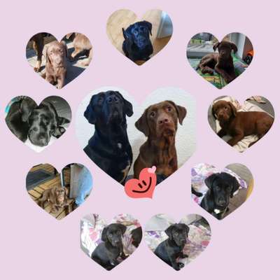 Welpen Bilder !-Beitrag-Bild