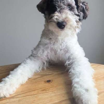 Hundetreffen-Suche Spielkameraden-Bild