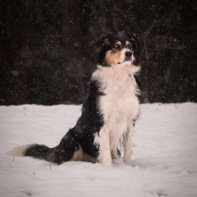 Hundetreffen-Hundebegegnungen üben und Spielpartner finden-Bild