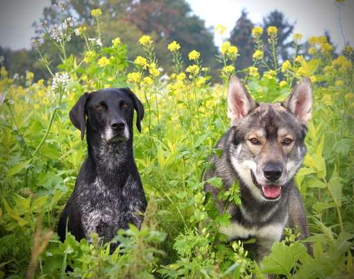 Bester Freund, Hundekumpel - zeigt her!-Beitrag-Bild