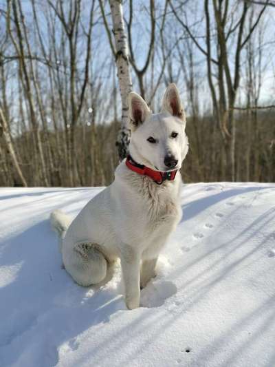 Die Dogorama Kalender Challenge Teil 2/4-Beitrag-Bild