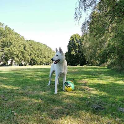 Die Dogorama Kalender Challenge 4/4-Beitrag-Bild