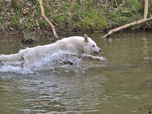 Dogorama-Monats-Challenge-Mai "Wasser"-Beitrag-Bild