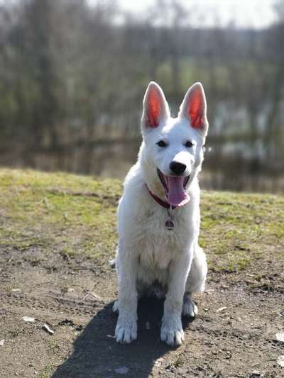 Welpen Bilder !-Beitrag-Bild