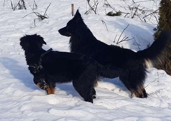 Hundetreffen-Rany und Buddy  sind immer  für neue Freunde zuhaben 🐕🐕-Bild