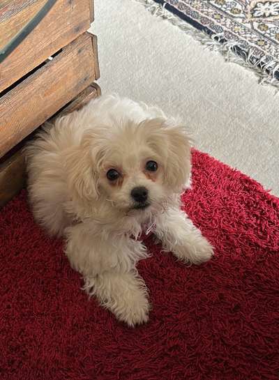 Als Welpen sind sie alle noch süßer-Beitrag-Bild