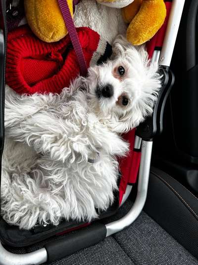 Welpen Bilder !-Beitrag-Bild