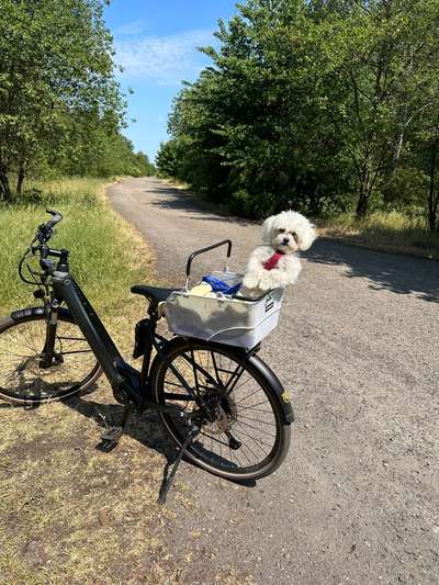 Radfahren mit Hund-Beitrag-Bild