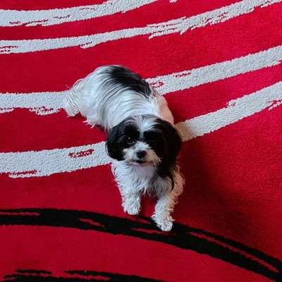 Malshi (malteser - shih-tzu) Freunde?-Beitrag-Bild