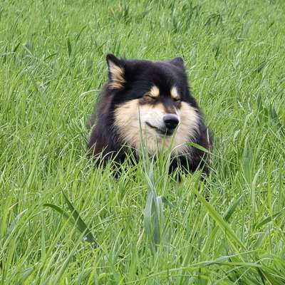 Hundetreffen-Spaziergänge oder längere Wanderungen-Bild