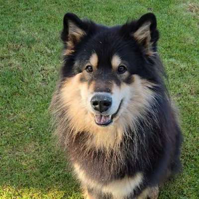 Hundetreffen-Spaziergänge oder längere Wanderungen