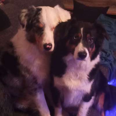 Hundetreffen-Gemeinsam spazieren gehen