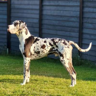 Deutsche Doggen-Beitrag-Bild