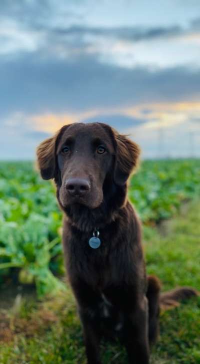 Flat Coated Retriever-Beitrag-Bild