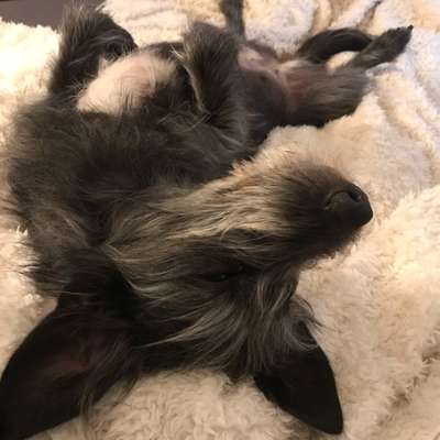 Hundetreffen-Rabauken-Runde-Bild