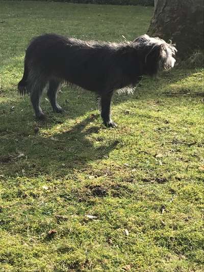 Seltene Rassen!-Beitrag-Bild