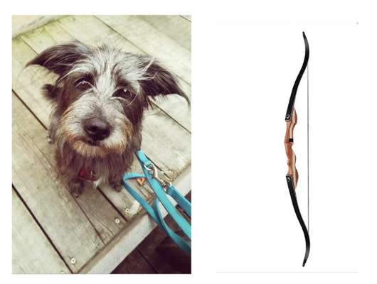 Wie heißt dein Hund?-Beitrag-Bild