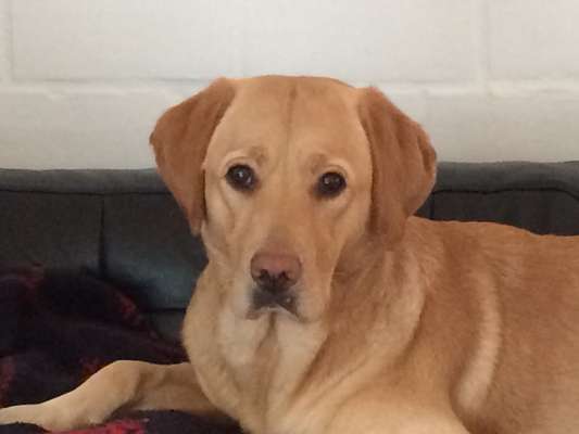 Labradorfans-Beitrag-Bild