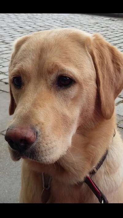 Dogorama Photo Challenge - Hundeblick zum hinschmelzen-Beitrag-Bild