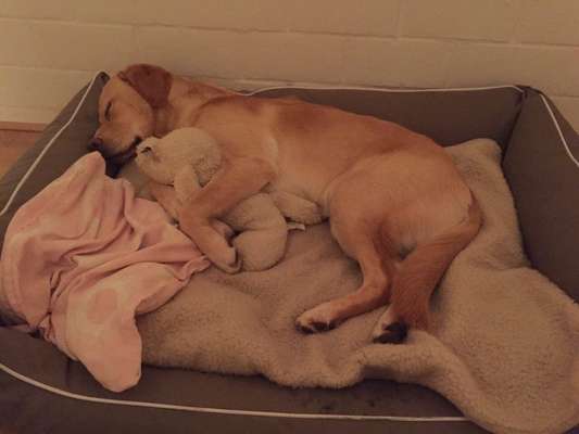 Labradorfans-Beitrag-Bild