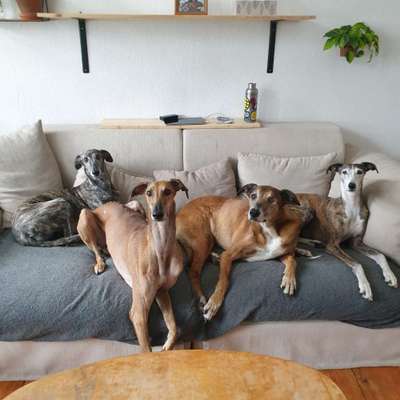 Windhunde - Treffen der besonderen Schönheiten
HERZLICH WILLKOMMEN-Beitrag-Bild