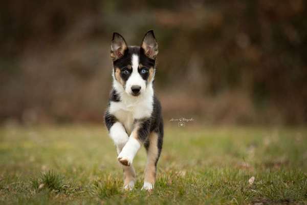 Zeigt mal die schönsten Bilder von euren Hunden !-Beitrag-Bild