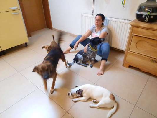 Mehrere Hunde zuhause !-Beitrag-Bild