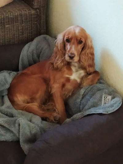 Cocker Spaniel-Beitrag-Bild