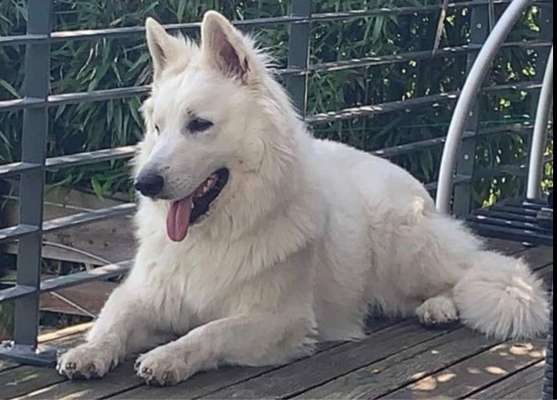 Deutsche Schäferhunde, Belgische Schäferhunde.-Beitrag-Bild