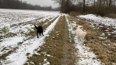 Hundeauslaufgebiet-Inn bei Neuötting-Bild