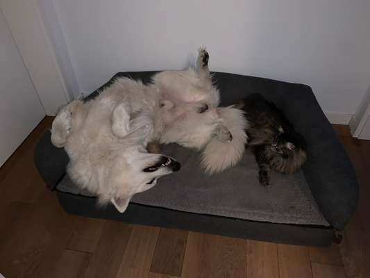 Die unbequemsten und lustigsten Schlafpositionen-Beitrag-Bild