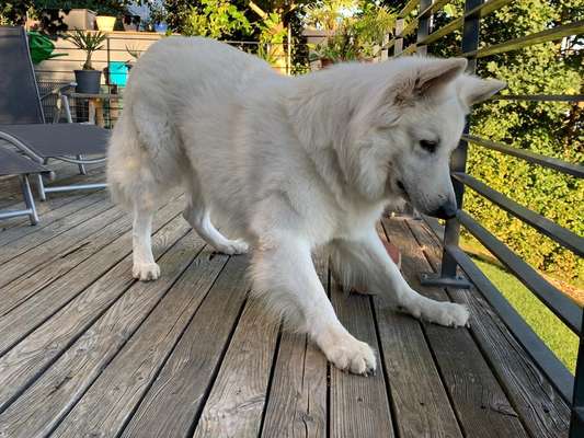 Weisse Schäferhunde-Beitrag-Bild