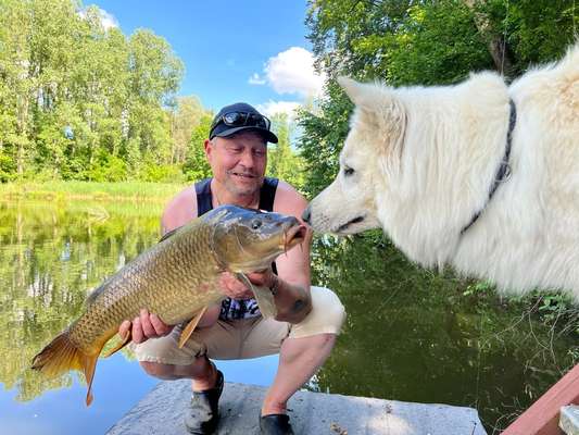 Weißer Schweizer Schäferhund-Beitrag-Bild