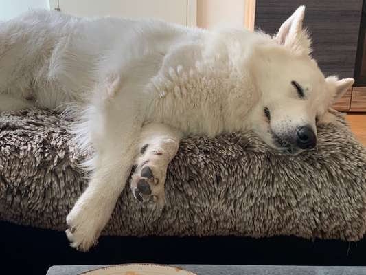 Weißer Schweizer Schäferhund-Beitrag-Bild