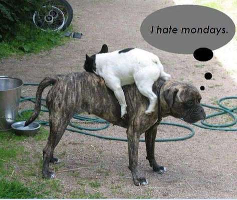 Hunde Memes-Beitrag-Bild